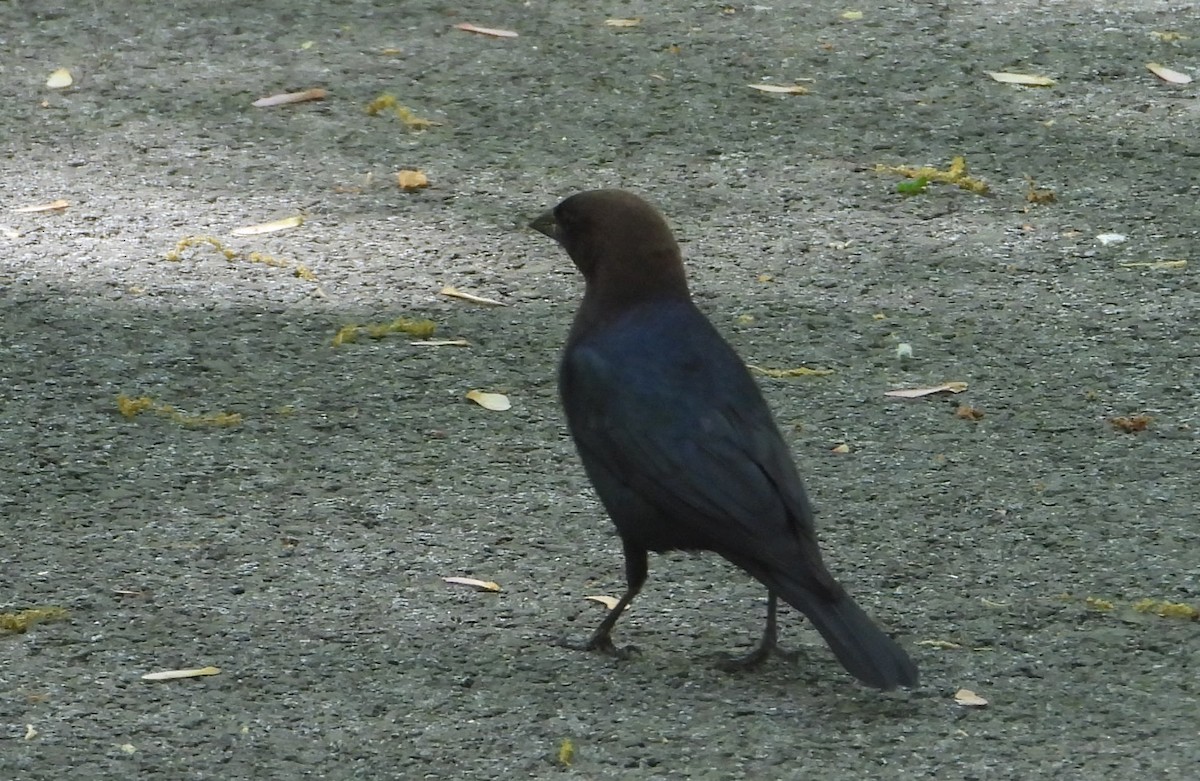 Brown-headed Cowbird - ML634296308