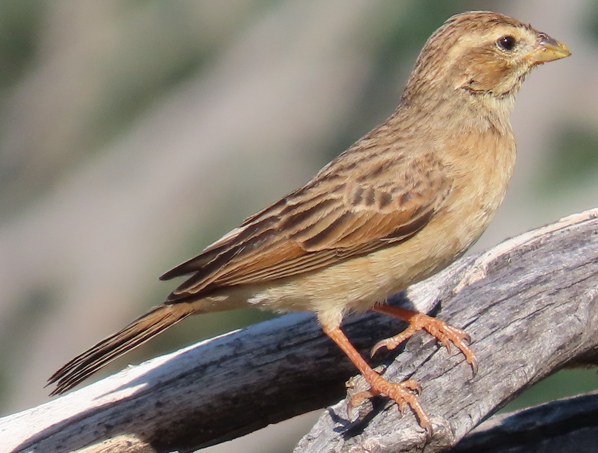 Lark-like Bunting - ML634296320