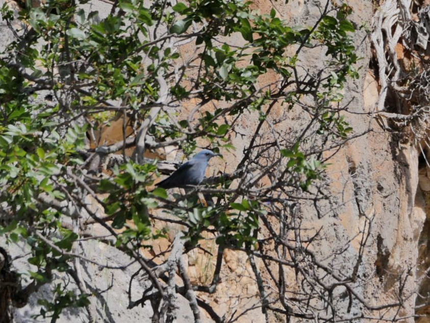 Blue Rock-Thrush - ML634296519
