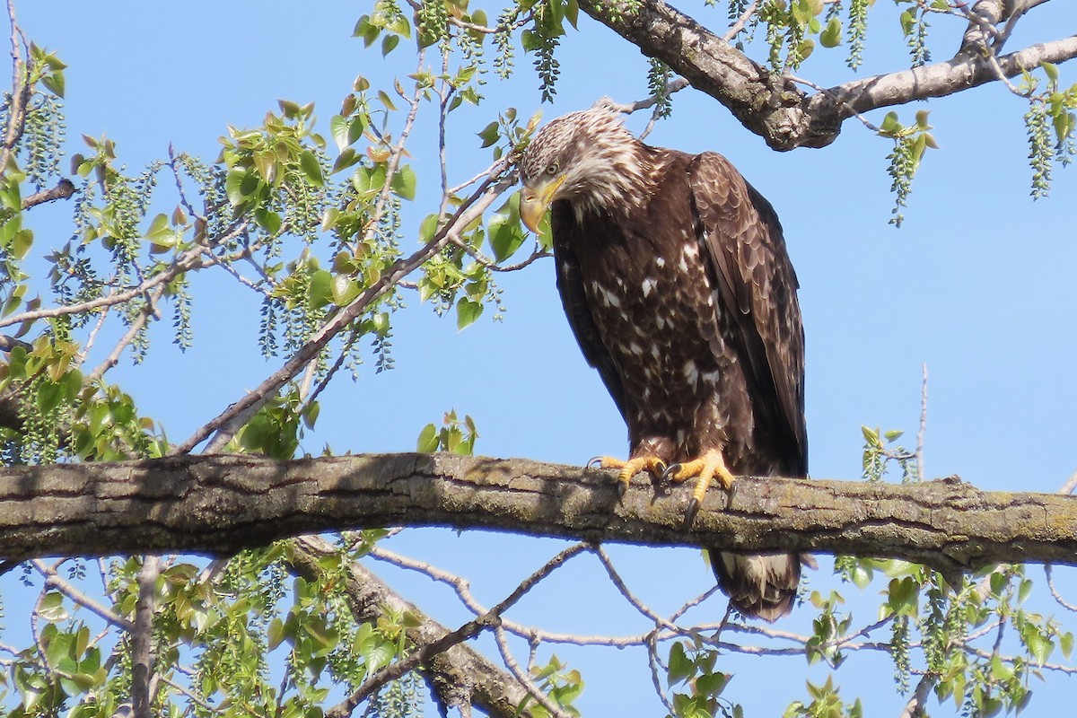 Bald Eagle - ML634296549