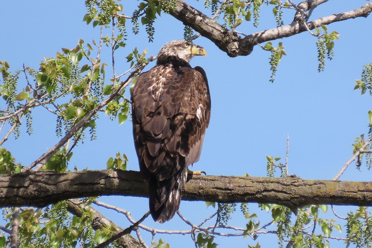 Bald Eagle - ML634296553