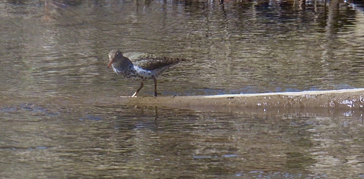 Spotted Sandpiper - ML634296566