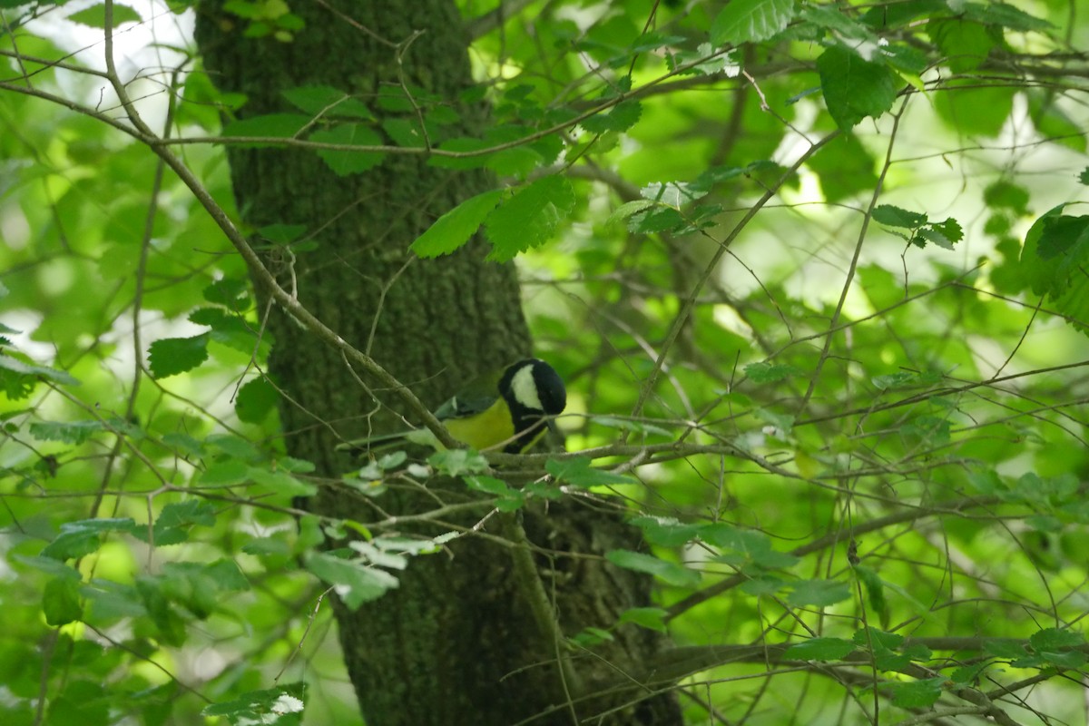 Great Tit - ML634296599