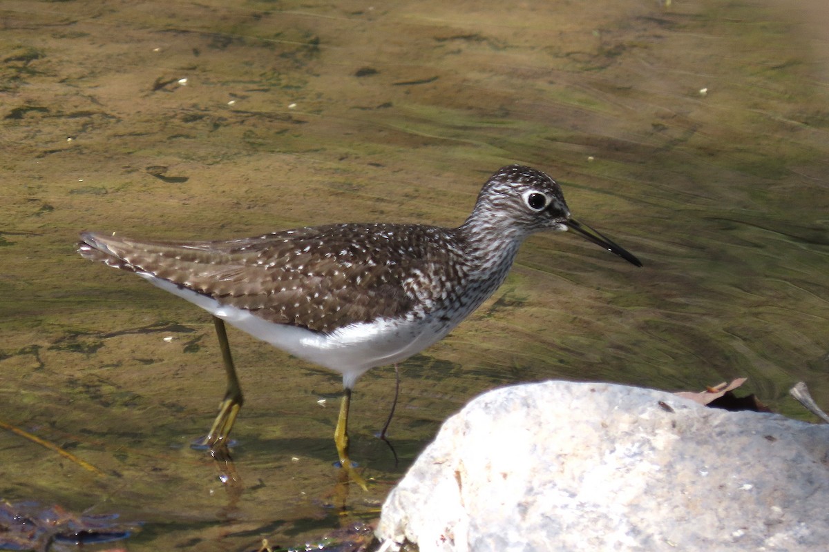 Solitary Sandpiper - ML634296602
