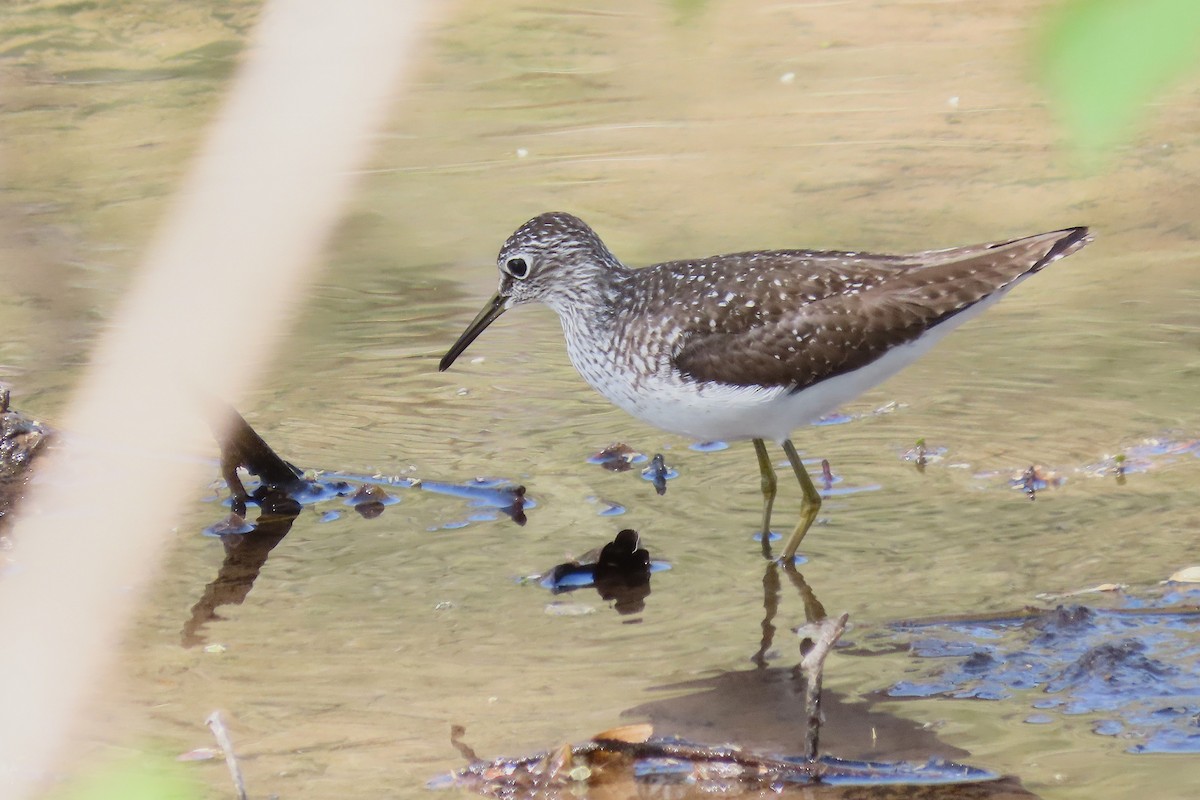 Solitary Sandpiper - ML634296610