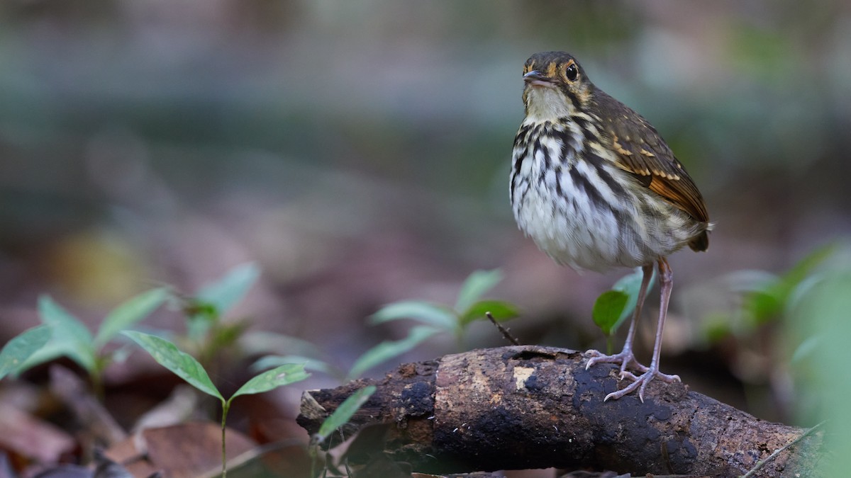 Streak-chested Antpitta - ML634296659