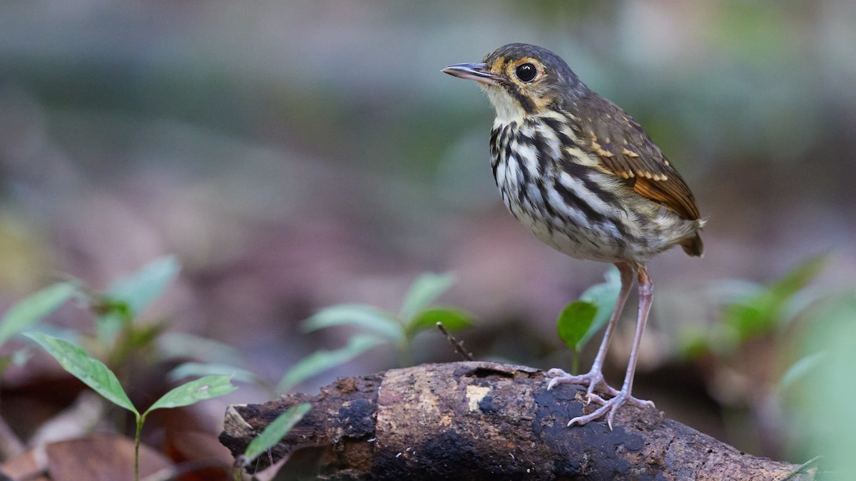 Streak-chested Antpitta - ML634296660