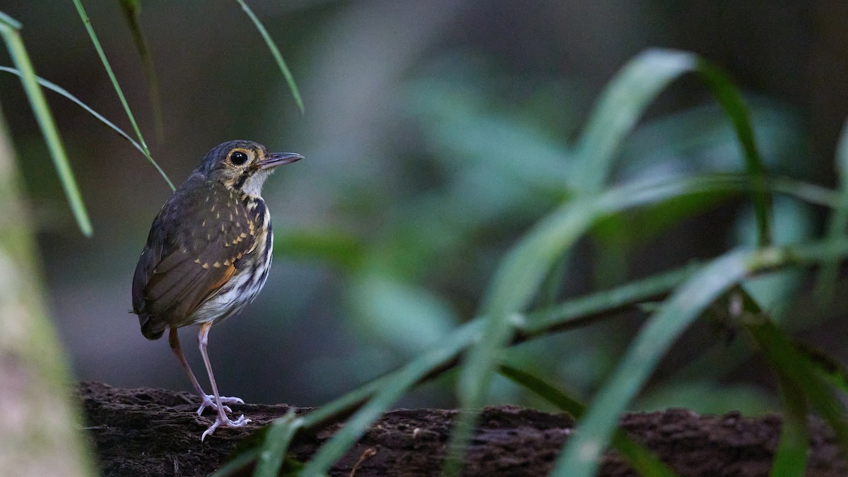 Streak-chested Antpitta - ML634296692