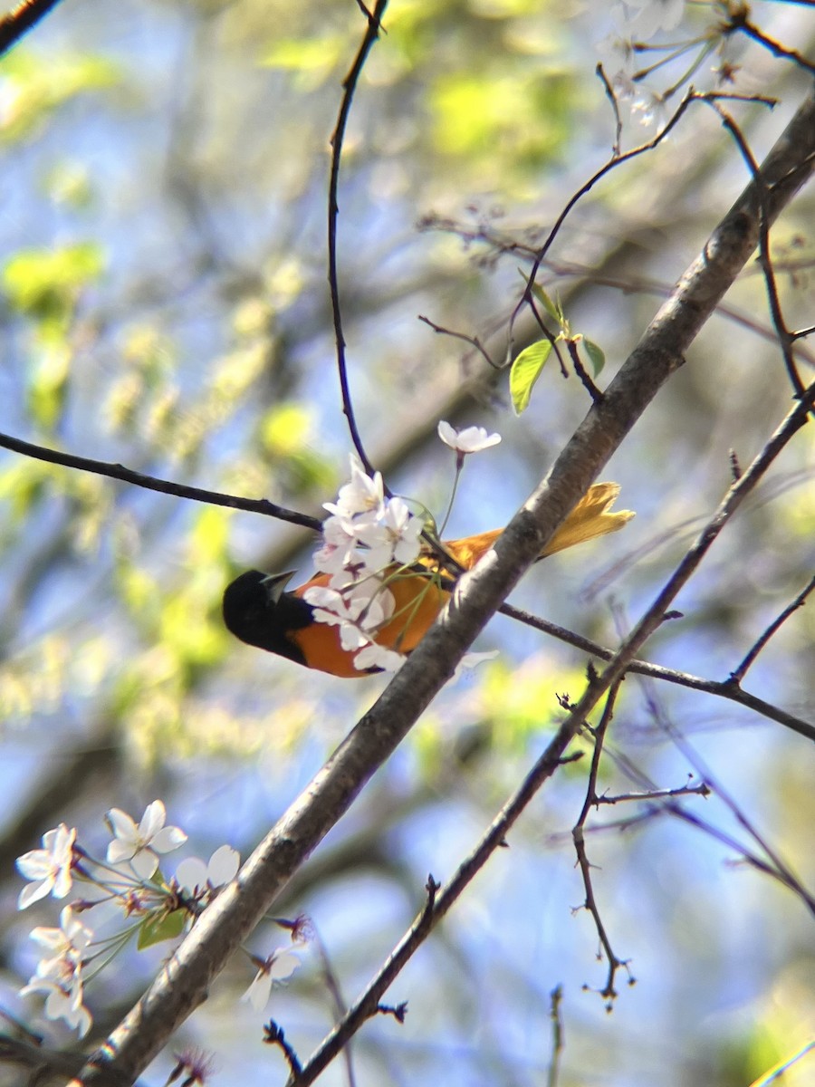 Baltimore Oriole - ML634296718