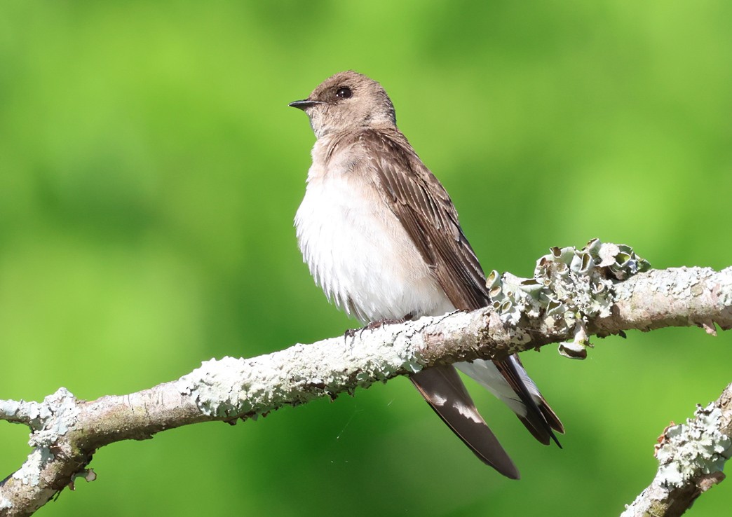 vlaštovka šedohnědá - ML634296726