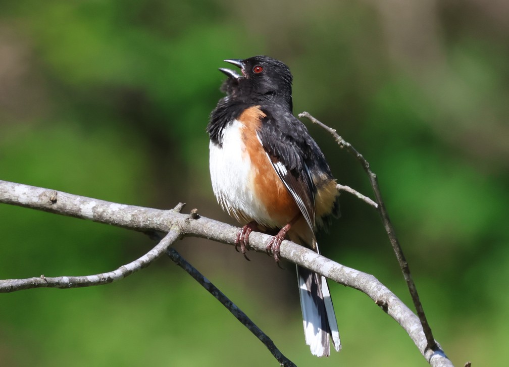 pipilo rudooký - ML634296744