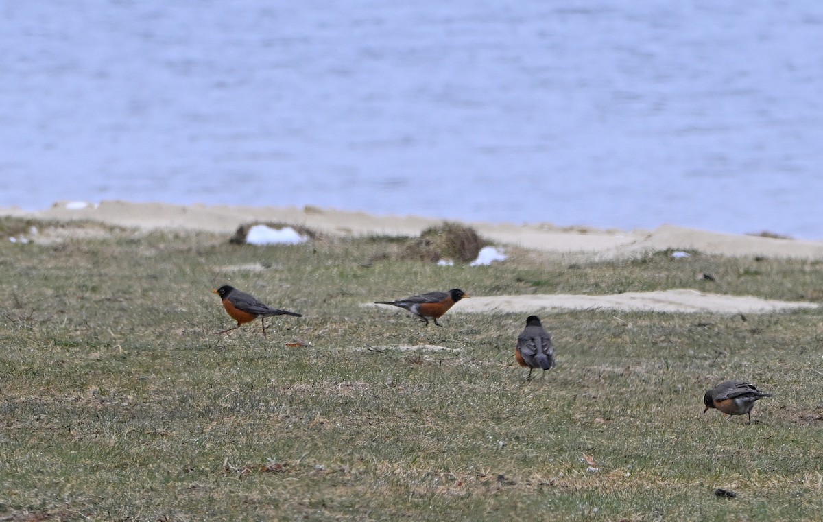 American Robin - ML634296749