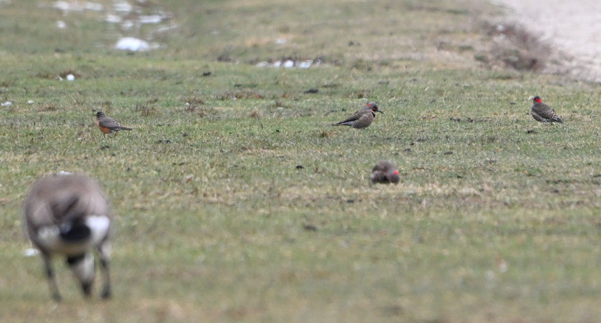 Northern Flicker - ML634296757