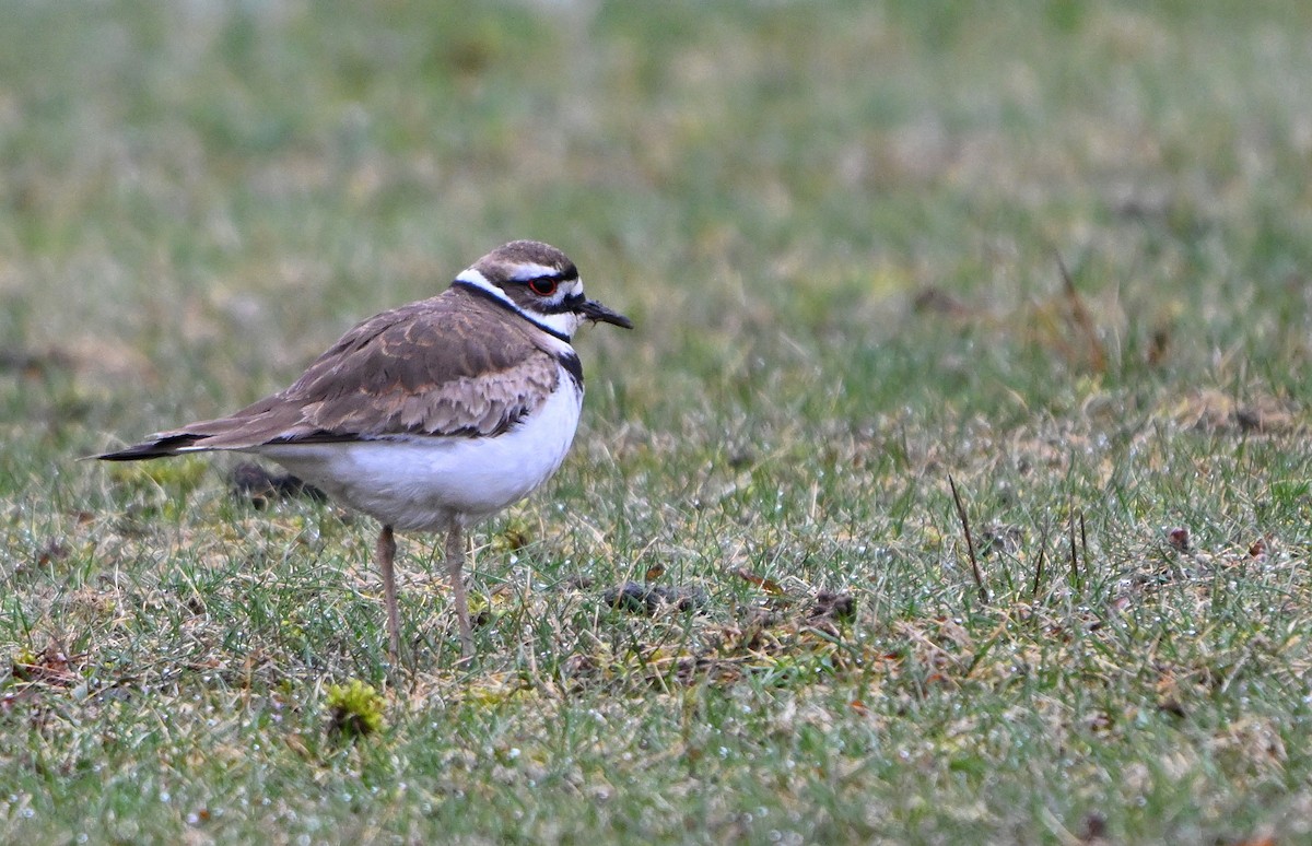 Killdeer - ML634296768