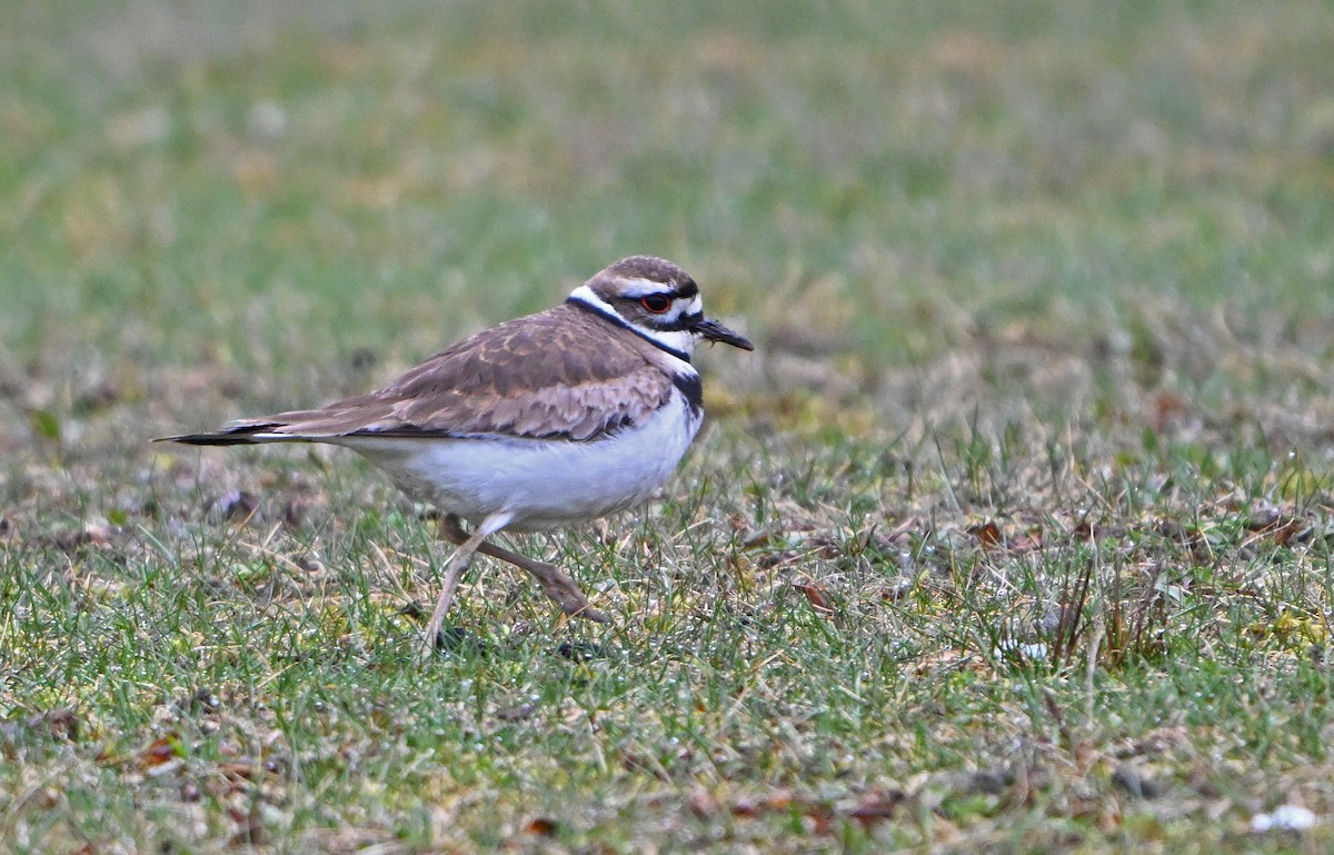 Killdeer - ML634296769