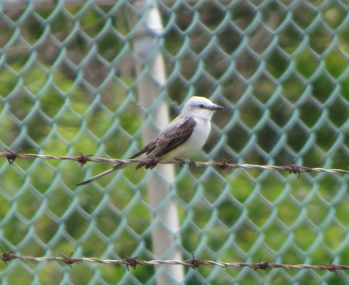 Scissor-tailed Flycatcher - ML634296811