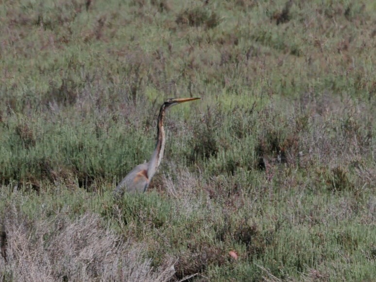 Purple Heron - ML634296876
