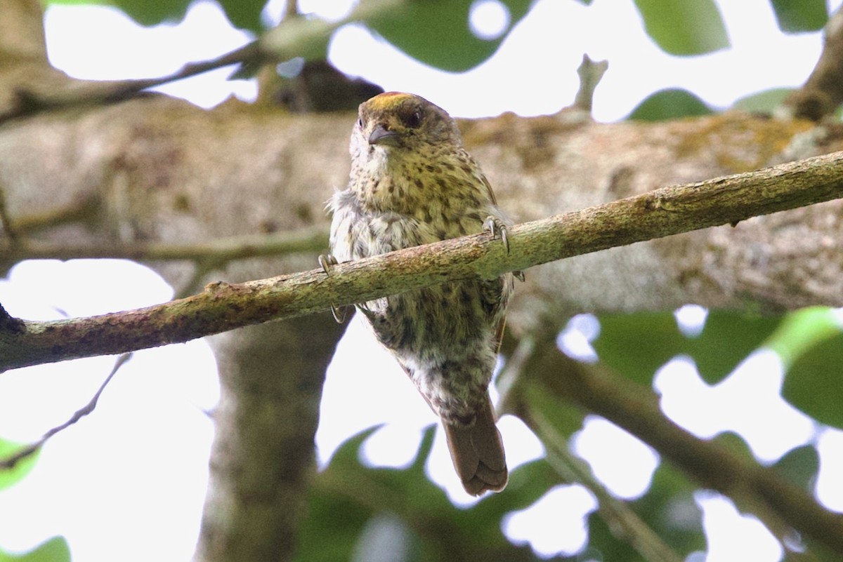 Antillean Piculet - ML634296921