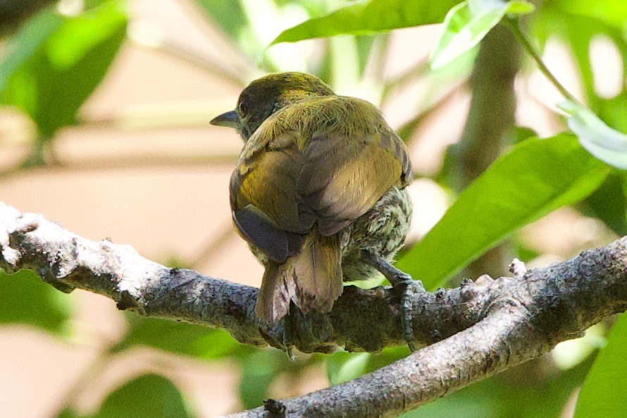 Antillean Piculet - ML634296922