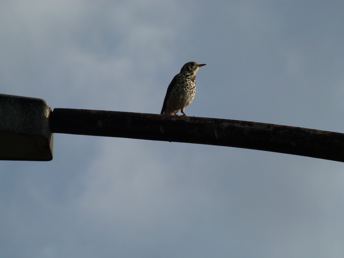 Ethiopian Thrush - ML634296950
