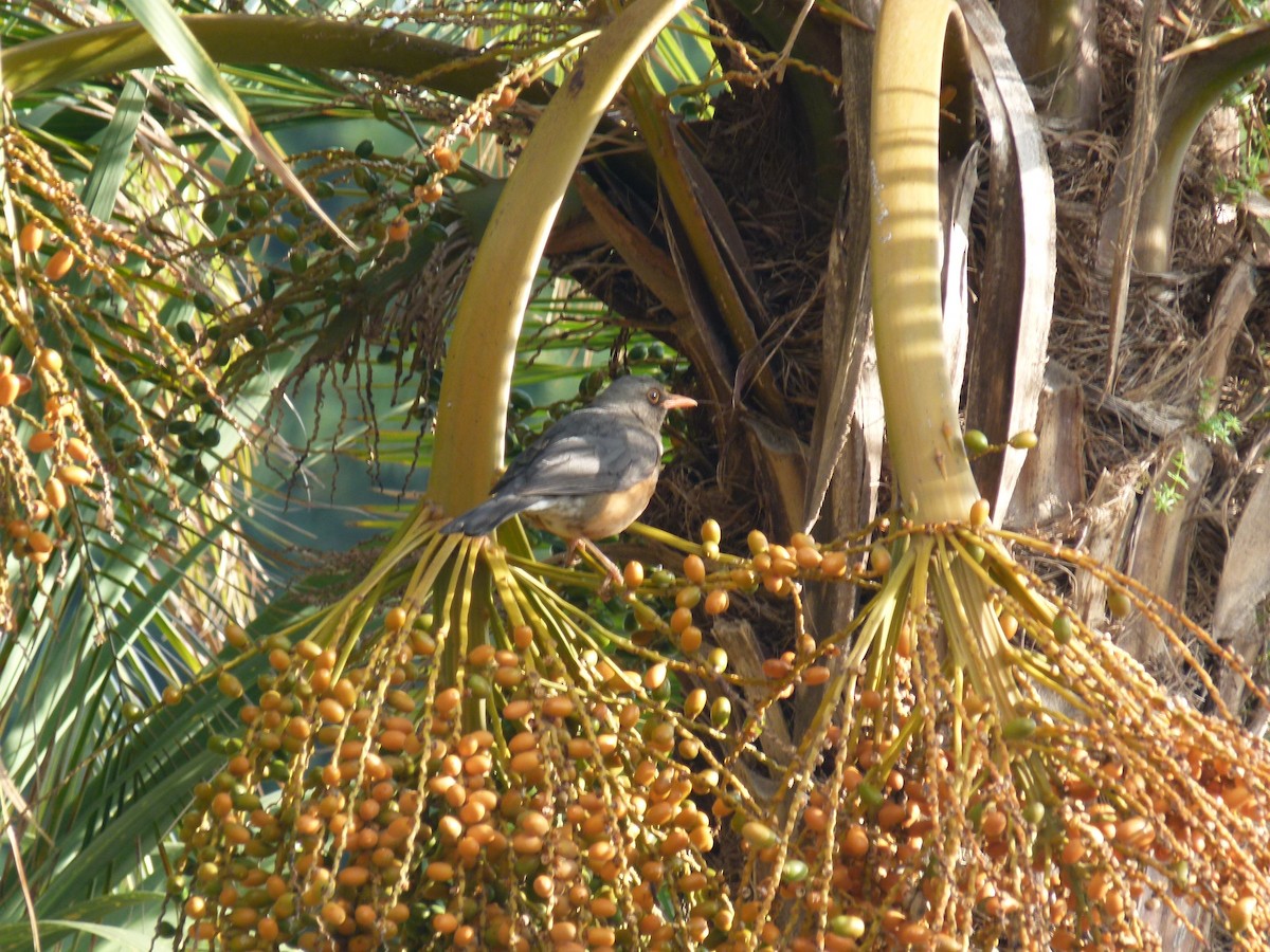 Abyssinian Thrush - ML634296959