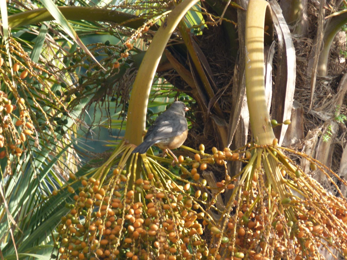 Abyssinian Thrush - ML634296961
