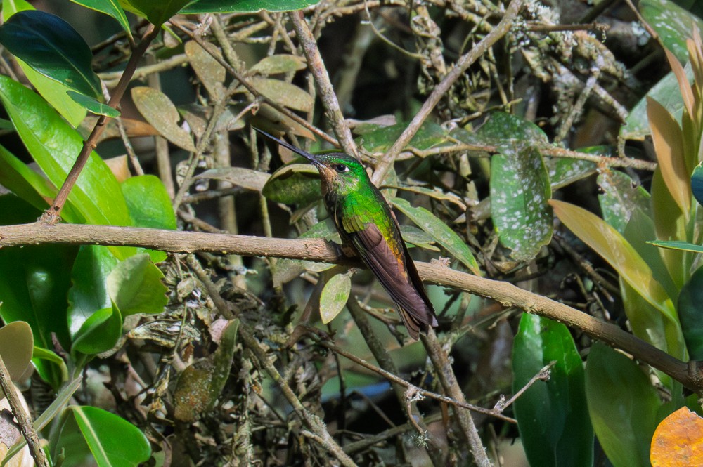 Golden-bellied Starfrontlet - ML634297025