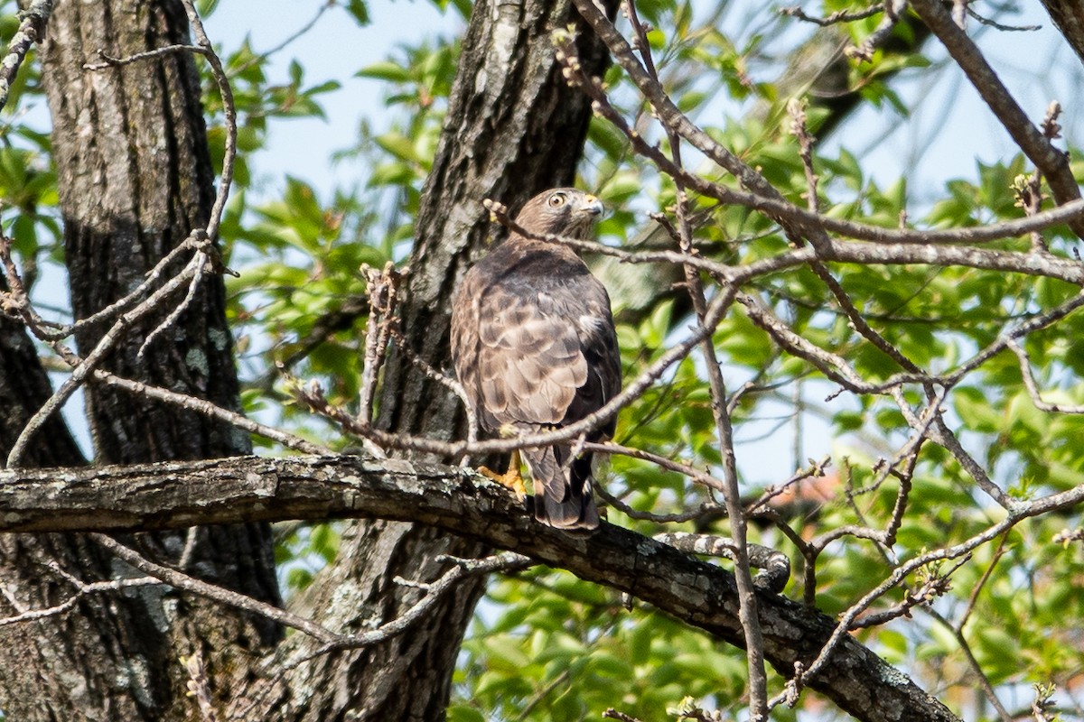 Broad-winged Hawk - ML634297053