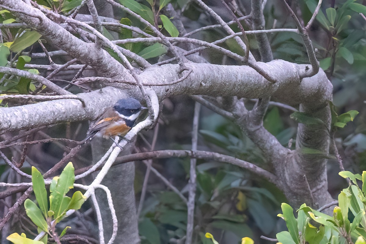 Cape Batis (Cape) - ML634297083