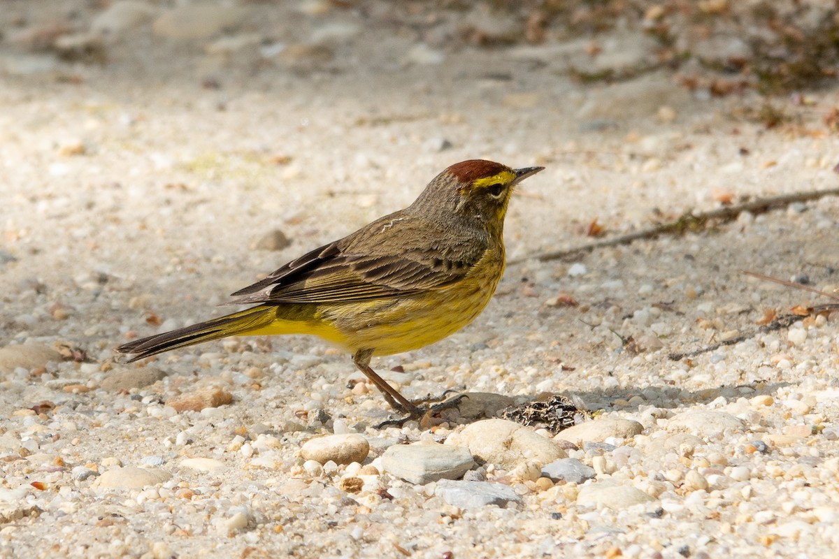 Palm Warbler - ML634297118