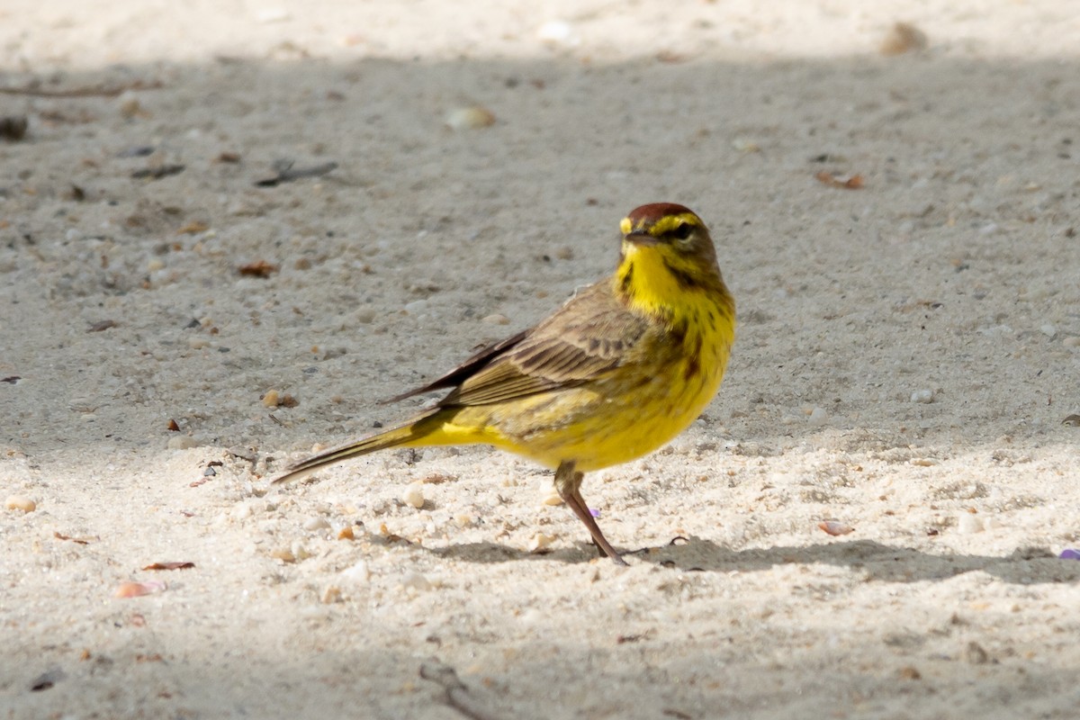Palm Warbler - ML634297119