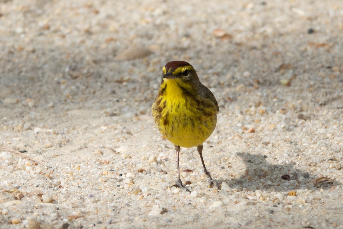 Palm Warbler - ML634297169