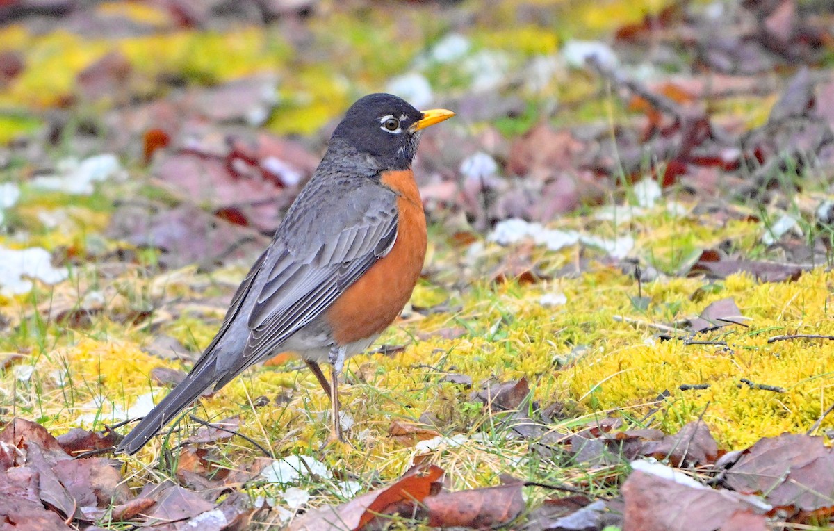 American Robin - ML634297199