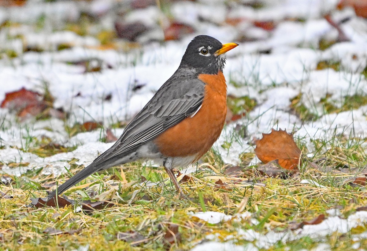 American Robin - ML634297200