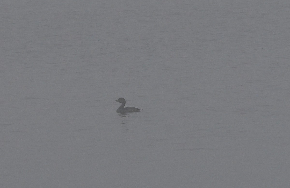 Pied-billed Grebe - ML634297210