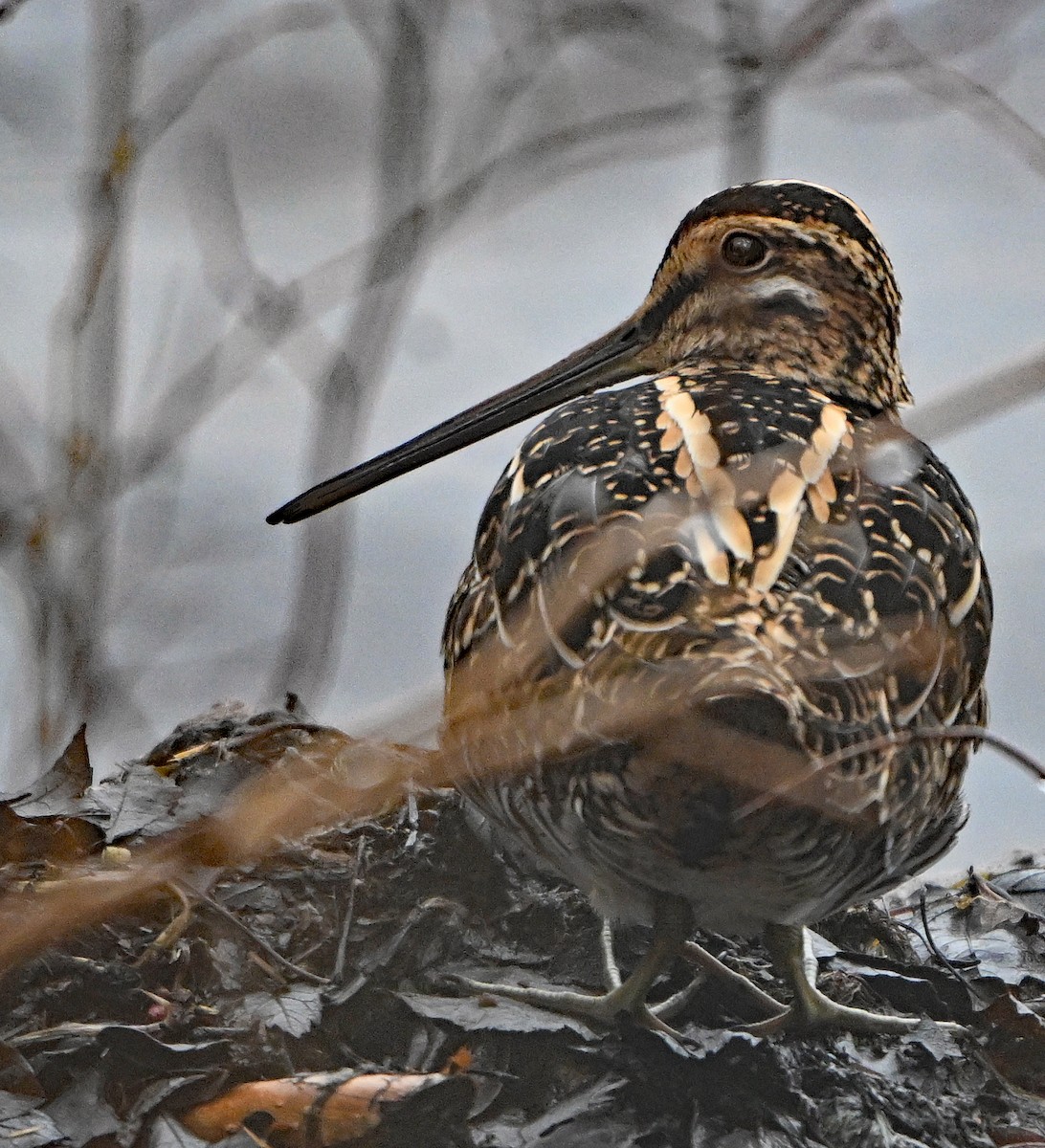 Wilson's Snipe - ML634297239