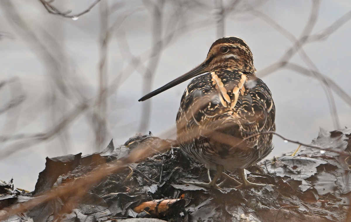 Wilson's Snipe - ML634297242