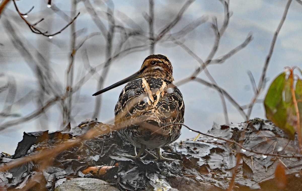 Wilson's Snipe - ML634297244