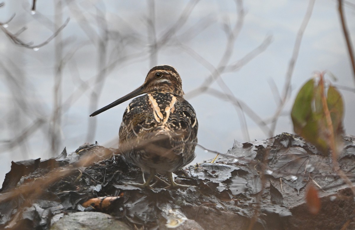 Wilson's Snipe - ML634297245