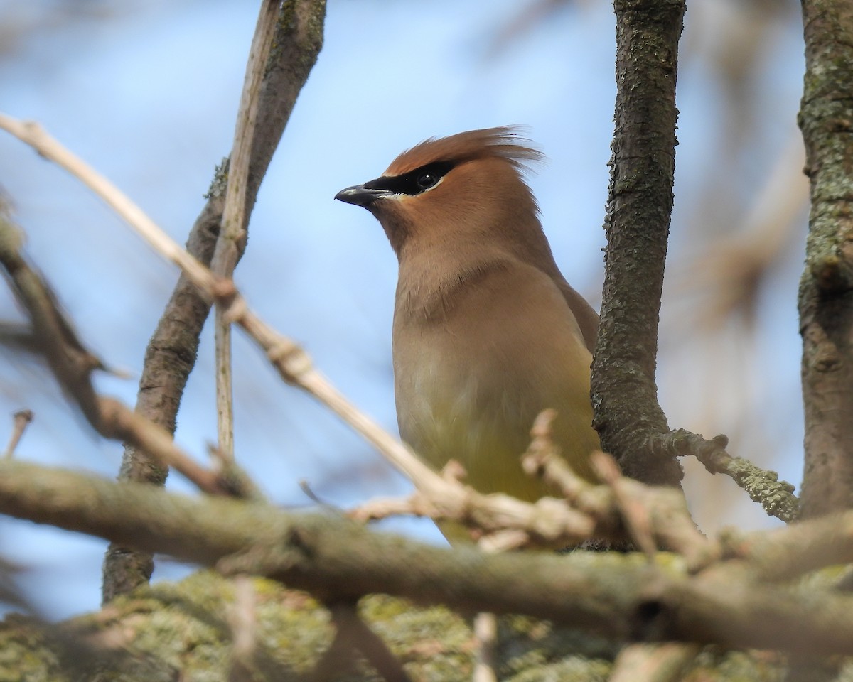 Cedar Waxwing - ML634297300