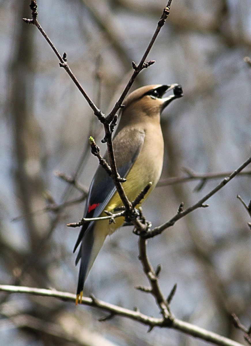 Cedar Waxwing - ML634297337