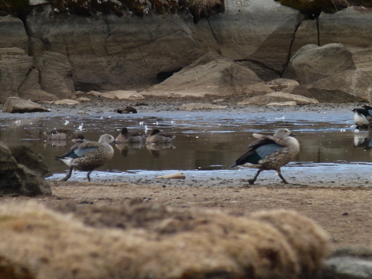 Blue-winged Goose - ML634297346