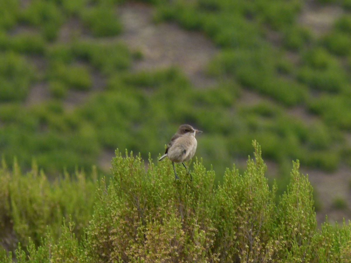 Moorland Chat - ML634297418