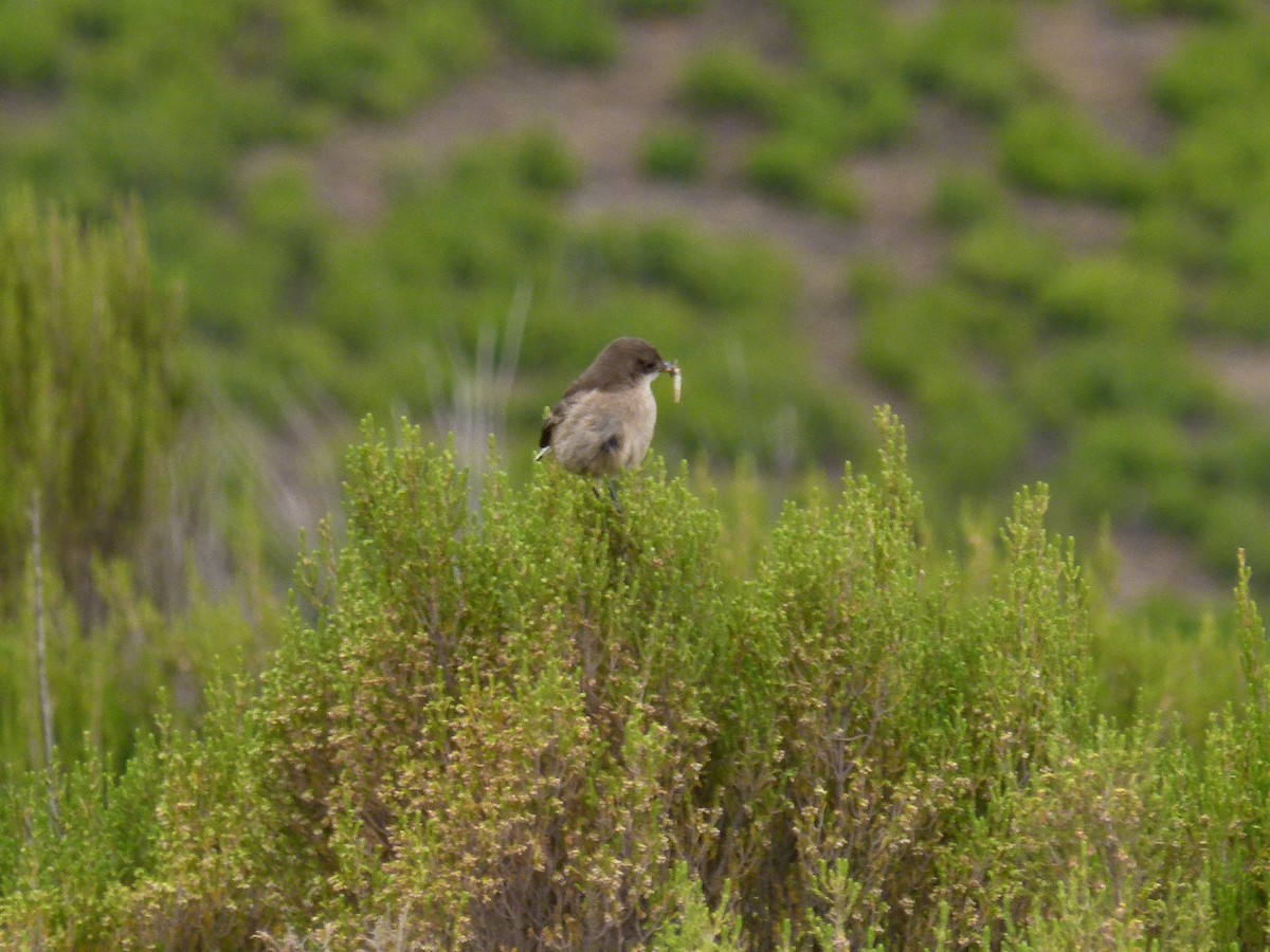 Moorland Chat - ML634297420