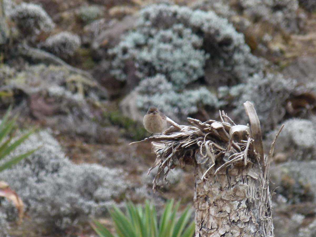 Moorland Chat - ML634297423