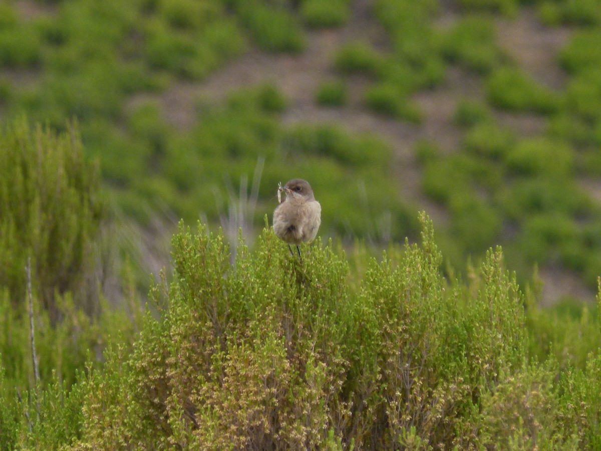 Moorland Chat - ML634297424