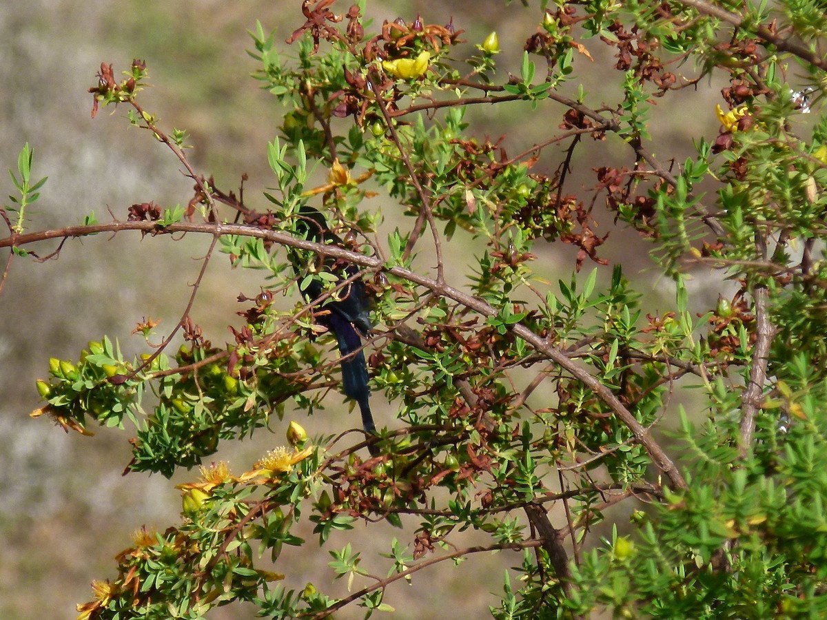 Tacazze Sunbird - ML634297428