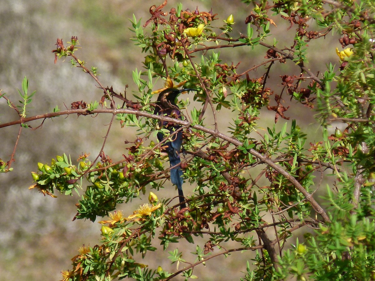 Tacazze Sunbird - ML634297429