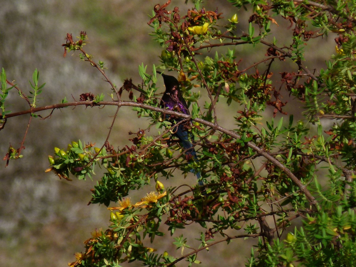 Tacazze Sunbird - ML634297430