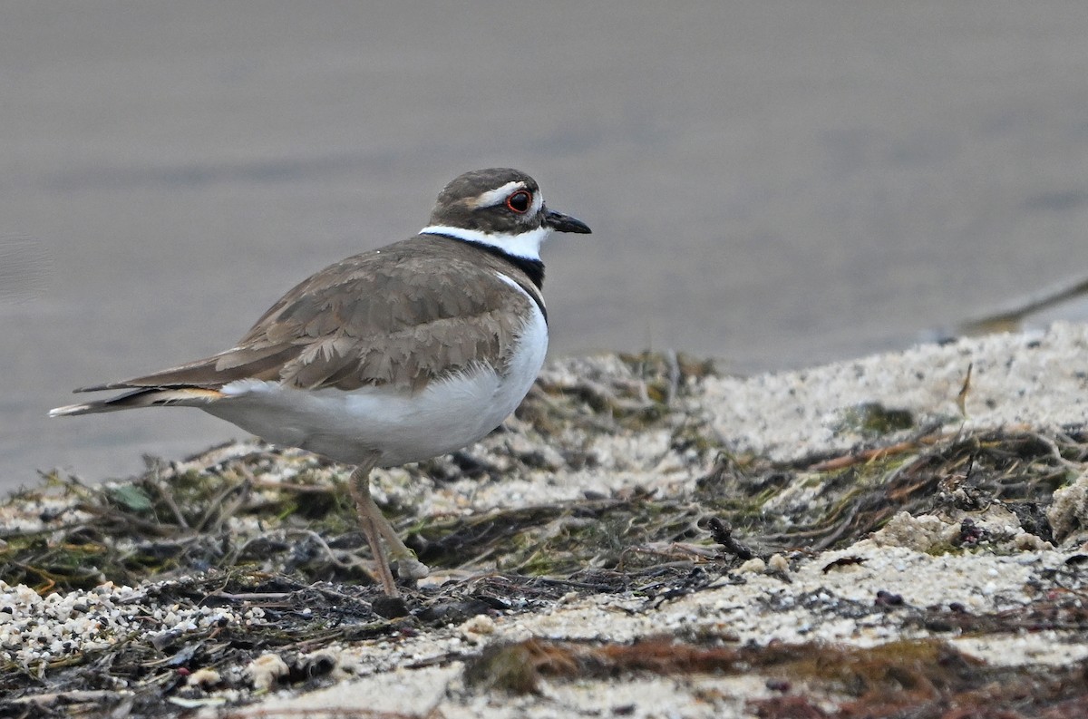 Killdeer - ML634297447